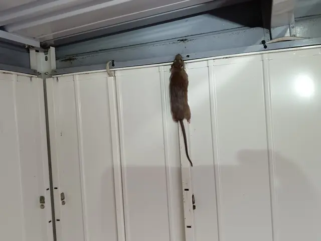 【業界経験30年以上の経験と実績】ころさないネズミ防除（一般家庭対象）サービスの画像