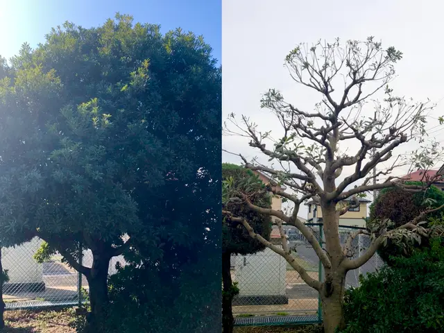 【三重県】自然樹形剪定・伐採・長年放置した木等もご相談ください！(写真見積り可能サービスの画像