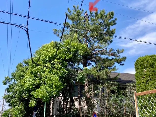 【三重県】自然樹形剪定・伐採・長年放置した木等もご相談ください！(写真見積り可能サービスの画像