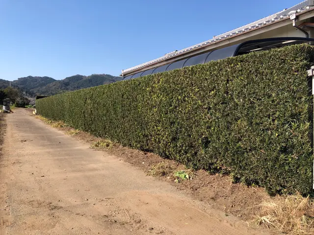 【三重県】自然樹形剪定・伐採・長年放置した木等もご相談ください！(写真見積り可能サービスの画像