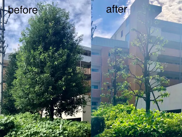 【三重県】自然樹形剪定・伐採・長年放置した木等もご相談ください！(写真見積り可能サービスの画像