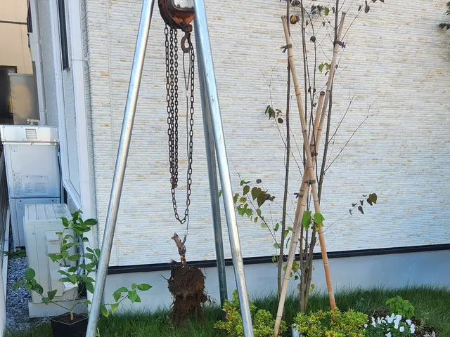 丁寧かつ迅速にお庭の木を伐採/抜根いたします！サービスの画像