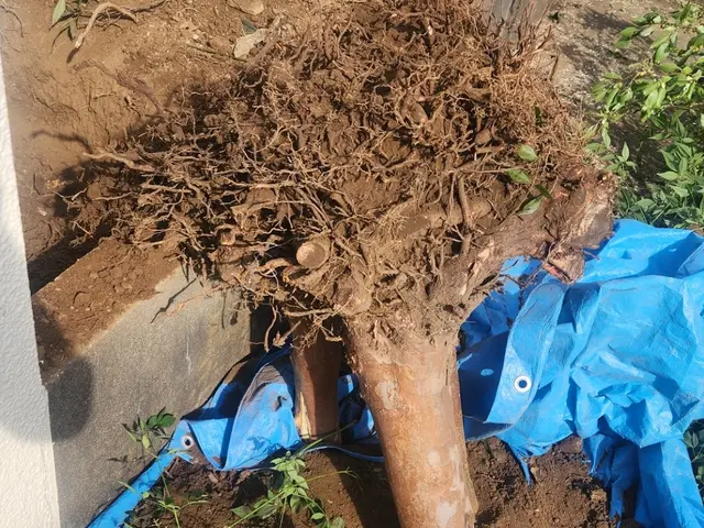 丁寧かつ迅速にお庭の木を伐採/抜根いたします！サービスの画像