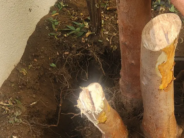 丁寧かつ迅速にお庭の木を伐採/抜根いたします！サービスの画像