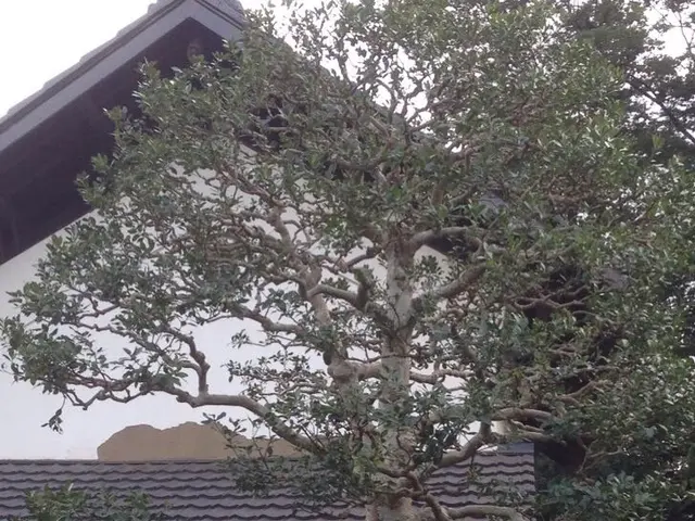 ◇鉢の植え替え◇職人が作業終了まで丁寧に対応します！サービスの画像