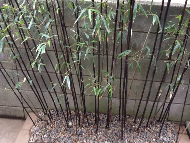 ◇鉢の植え替え◇職人が作業終了まで丁寧に対応します！サービスの画像