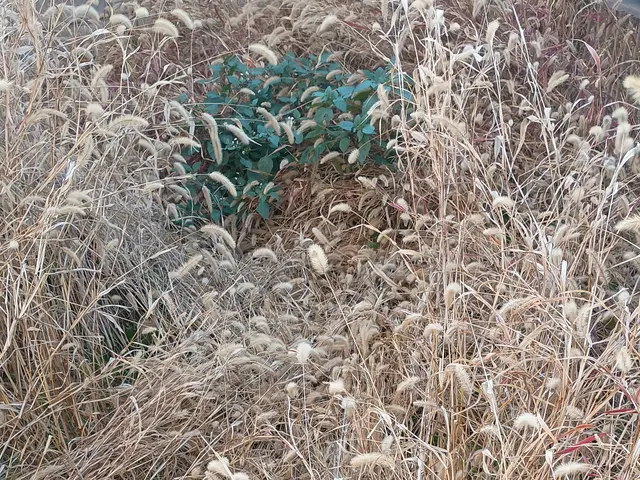 大切なお庭を綺麗にさせて頂きます！サービスの画像