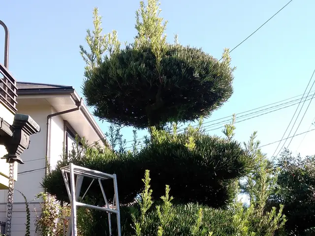 千葉県◆年中無休★植え込みや生垣が綺麗だと、お家が立派に見え、防犯にもなります。サービスの画像