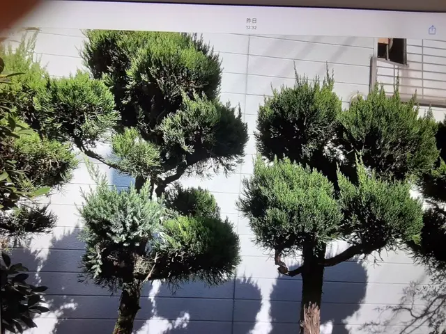 千葉県◆年中無休★植え込みや生垣が綺麗だと、お家が立派に見え、防犯にもなります。サービスの画像