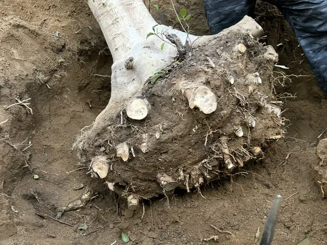 造園一筋15年以上！特殊工具も複数完備しておりますのでご安心してお任せください！サービスの画像