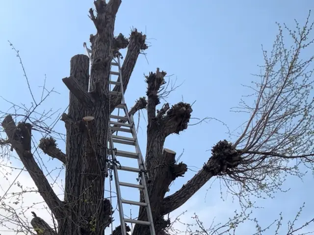 造園一筋15年以上！特殊工具も複数完備しておりますのでご安心してお任せください！サービスの画像