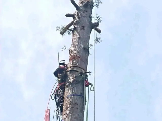 造園施工管理技士、業歴30年！ご予約枠残りわずかサービスの画像