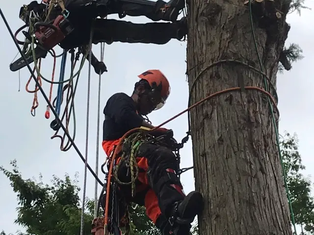 造園施工管理技士、業歴30年！ご予約枠残りわずかサービスの画像