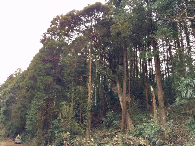 造園施工管理技士、業歴30年！ご予約枠残りわずかサービスの画像