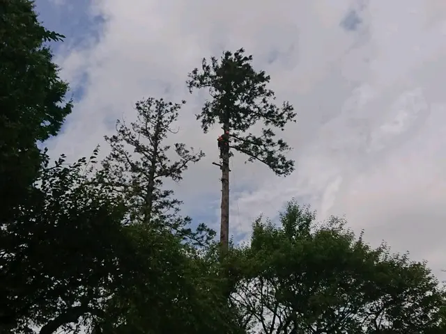 造園施工管理技士、業歴30年！ご予約枠残りわずかサービスの画像