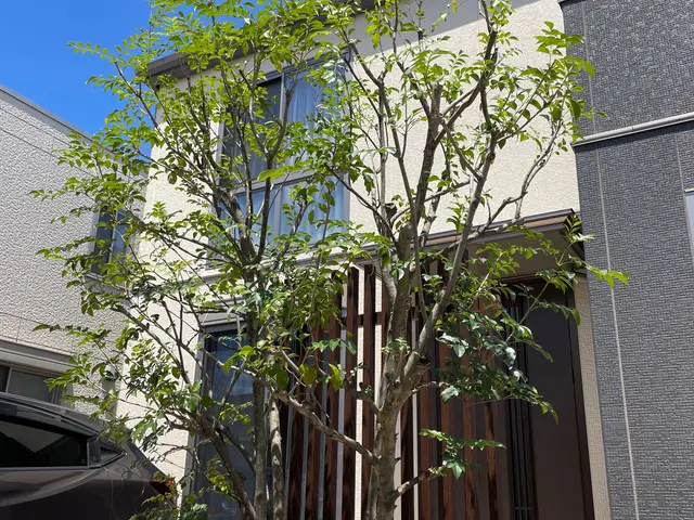 シンボルツリーを自慢の庭木へ！葉そよぐ。剪定YouTube出演★顧客満足度賞受賞サービスの画像