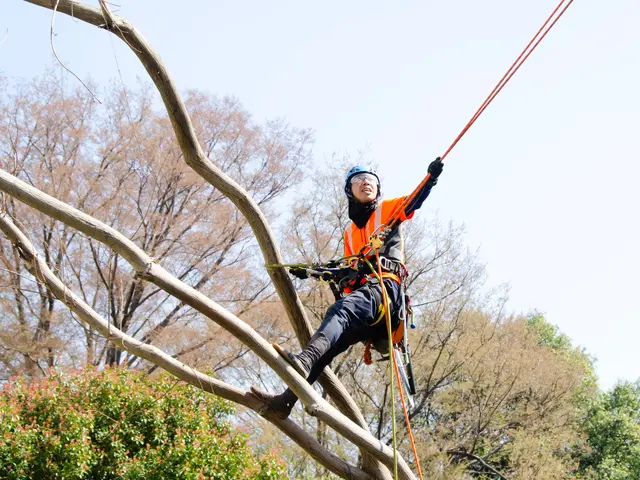 シンボルツリーを自慢の庭木へ！葉そよぐ。剪定YouTube出演★顧客満足度賞受賞サービスの画像