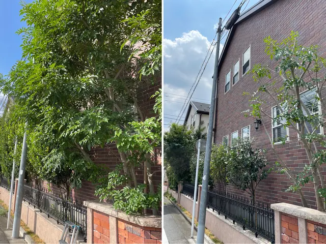 シンボルツリーを自慢の庭木へ！葉そよぐ。剪定YouTube出演★顧客満足度賞受賞サービスの画像