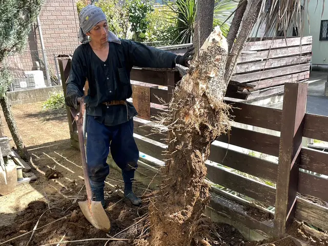 ★お庭にある樹木 伐採、抜根を丁寧、安全に行います。サービスの画像