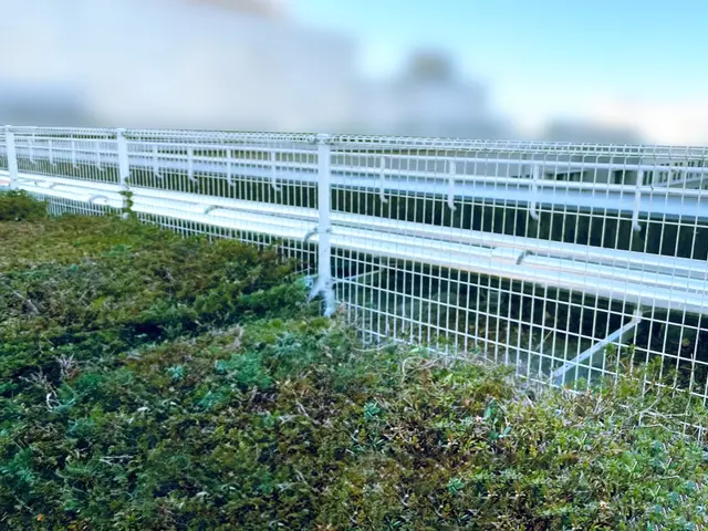 お困りの蔦（ツタ）綺麗に除去します！サービスの画像