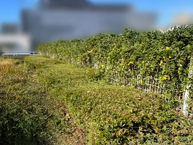 お困りの蔦（ツタ）綺麗に除去します！サービスの画像