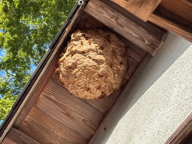 蜂の巣駆除サービスの画像