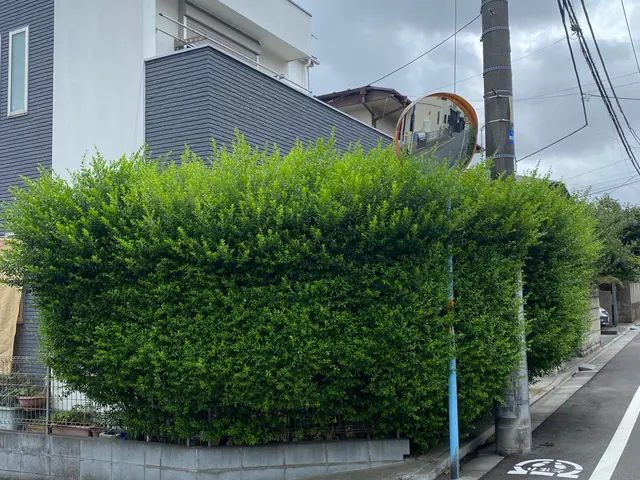 樹木の剪定◯お庭を綺麗にします！◯損害保険加入済み！◯サービスの画像