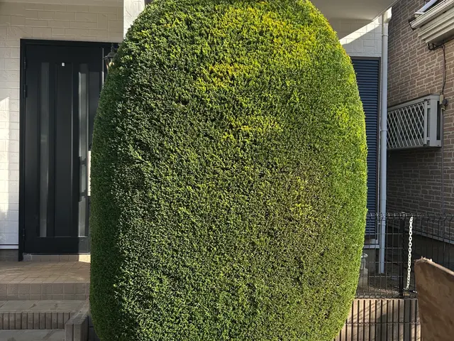 樹木の剪定◯お庭を綺麗にします！◯損害保険加入済み！◯ヒアリングをしっかり！サービスの画像