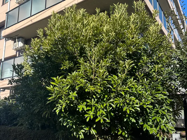 樹木の剪定◯お庭を綺麗にします！◯損害保険加入済み！◯ヒアリングをしっかり！サービスの画像