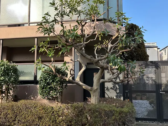 樹木の剪定◯お庭を綺麗にします！◯損害保険加入済み！◯ヒアリングをしっかり！サービスの画像