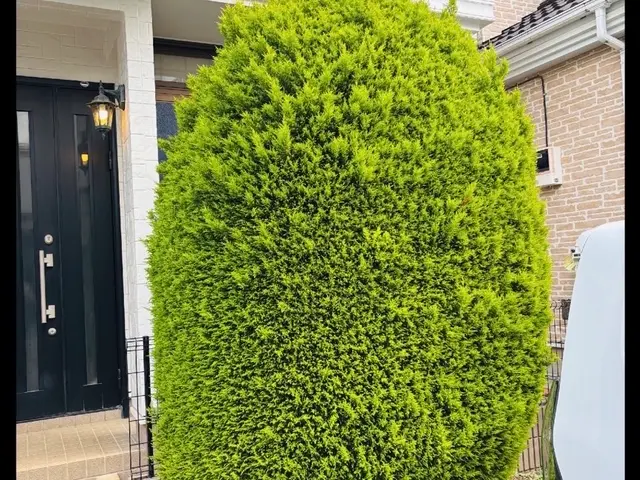 樹木の剪定◯お庭を綺麗にします！◯損害保険加入済み！◯ヒアリングをしっかり！サービスの画像