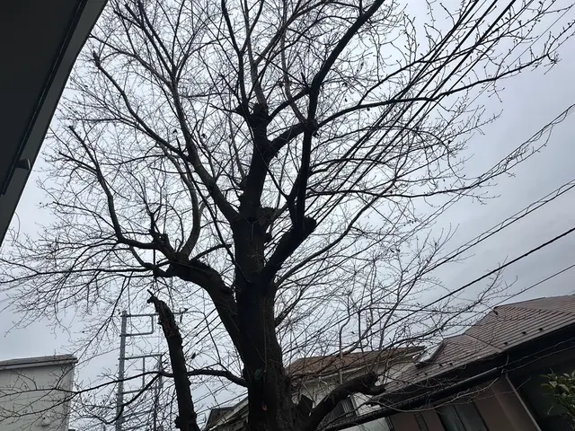 樹木の剪定◯お庭を綺麗にします！◯損害保険加入済み！◯サービスの画像