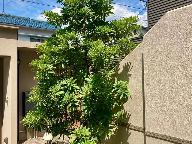 ☆庭木の剪定お任せください☆お庭、空き家、アパート、お寺、遊休地など☆サービスの画像