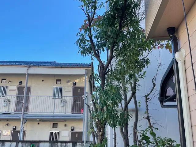 ☆庭木の剪定お任せください☆お庭、空き家、アパート、お寺、遊休地など☆サービスの画像