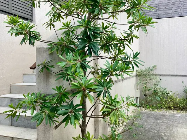 ☆庭木の剪定お任せください☆お庭、空き家、アパート、お寺、遊休地など☆サービスの画像