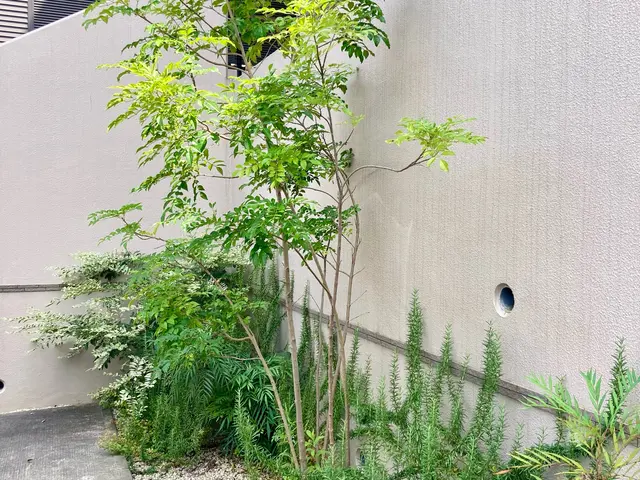 ☆庭木の剪定お任せください☆お庭、空き家、アパート、お寺、遊休地など☆サービスの画像