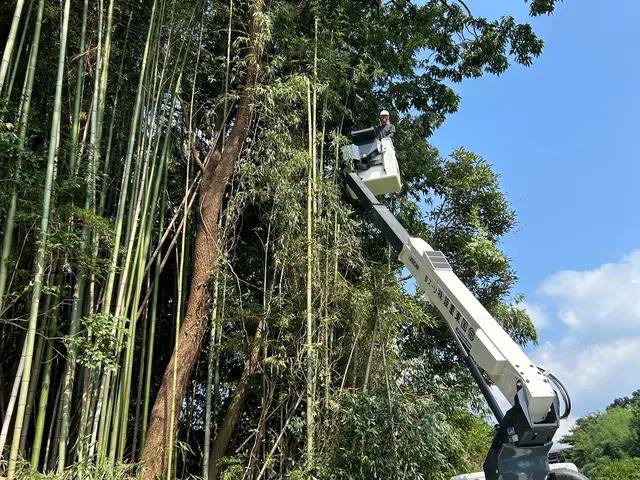伐採、抜根、特殊伐採サービスの画像