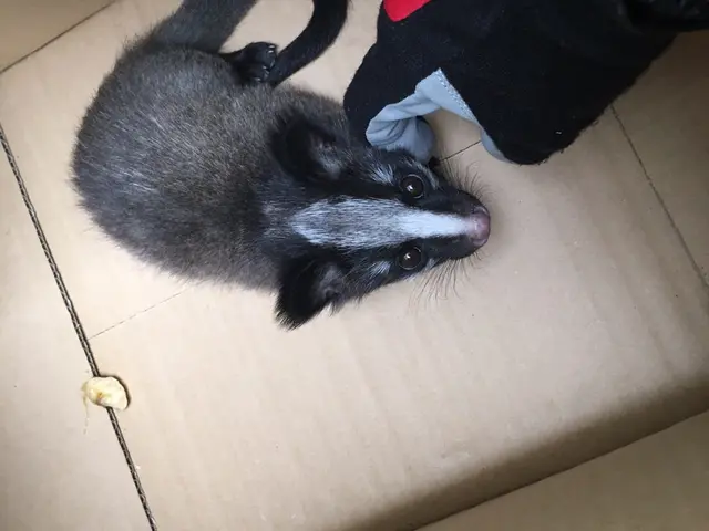 ★害虫・害獣の駆除ならお任せください♪　★即日対応可能　★クレカ使用可！サービスの画像