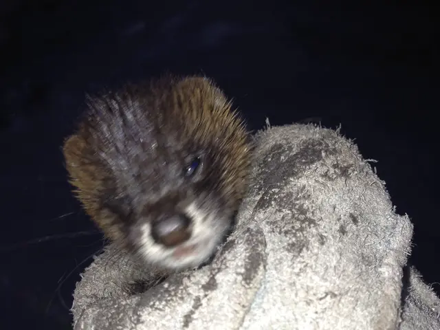 ★害虫・害獣の駆除ならお任せください♪　★即日対応可能　★クレカ使用可！サービスの画像