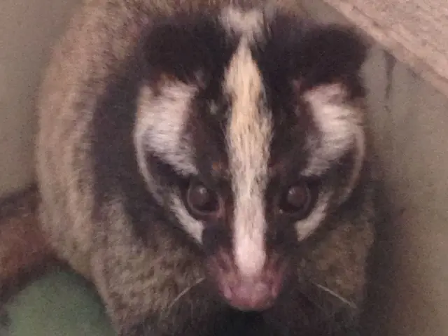 ★害虫・害獣の駆除ならお任せください♪　★即日対応可能　★クレカ使用可！サービスの画像