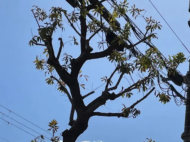 7年の経験と通算2000件以上の実績で庭木の剪定。丁寧に対応致します。サービスの画像