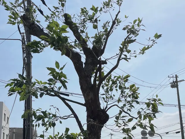 7年の経験と通算2000件以上の実績で庭木の剪定。丁寧に対応致します。サービスの画像