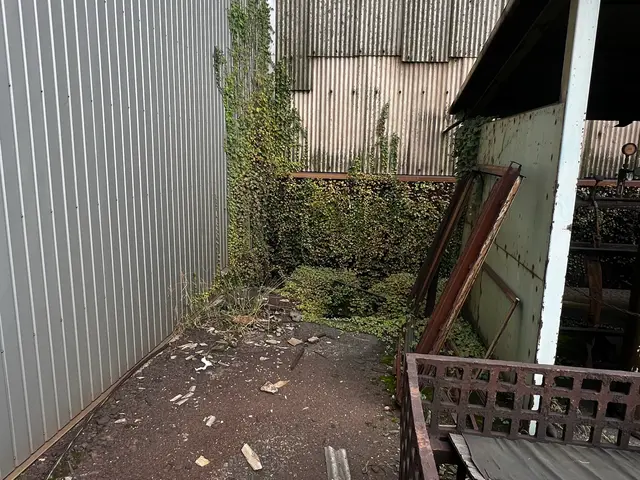 ツタを除去して住まいスッキリ！サービスの画像