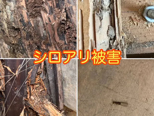 【シロアリ駆除 金賞受賞】★口コミ数西日本1位★   エアコン洗浄1台サービスサービスの画像