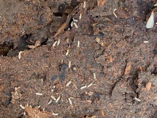 【シロアリ駆除 金賞受賞】★口コミ数西日本1位★   エアコン洗浄1台サービスサービスの画像