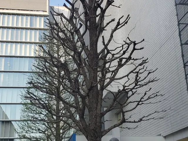 高木剪定もバッチリ！業界歴6年、作業実績1,000件の庭木整備専門店サービスの画像