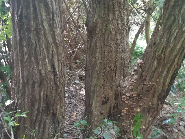 【★割引あり★】創業200年を越える老舗で10年以上修行をした店主！サービスの画像