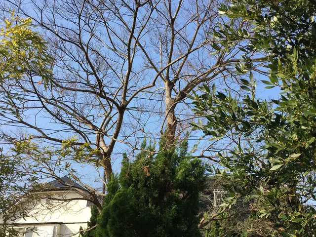 庭木の伐採、抜根承ります。重機やクレーンを使用不可現場も安全に作業できます。サービスの画像