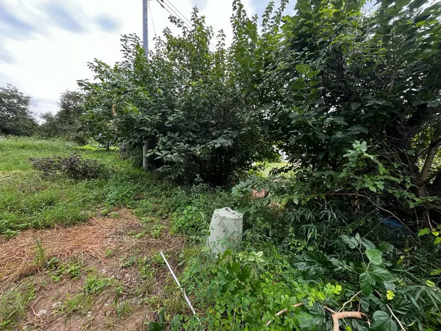 庭木の剪定サービスの画像