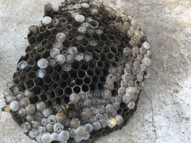 アシナガ蜂9000円、スズメ蜂10000円2箇所目以降50%OFF当日可.保証付サービスの画像